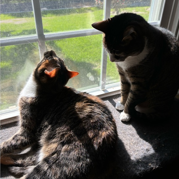 Meet your Posher - Hi, I’m Emily! - Picture 6 of 6